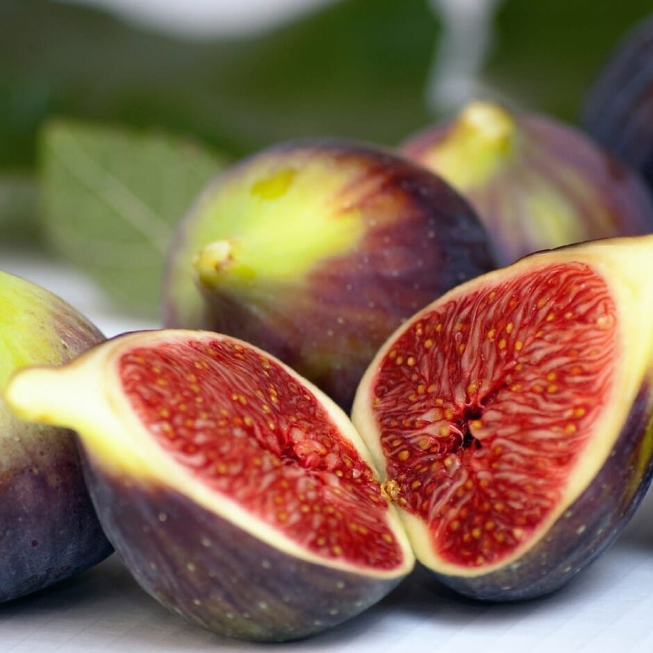 BROWN TURKEY FIG
