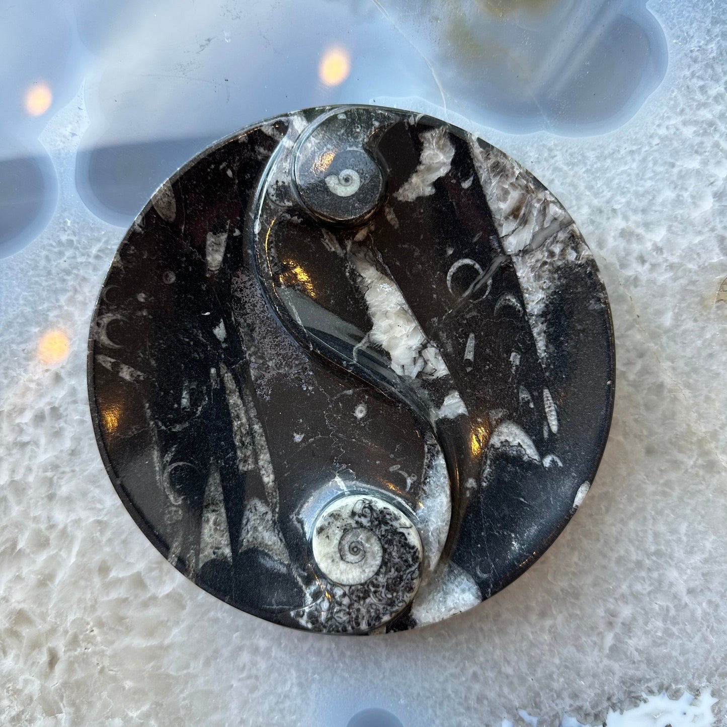 Goniatite & Orthoceras Fossils in Black Limestone Polished Yin-Yang Plate from Morocco