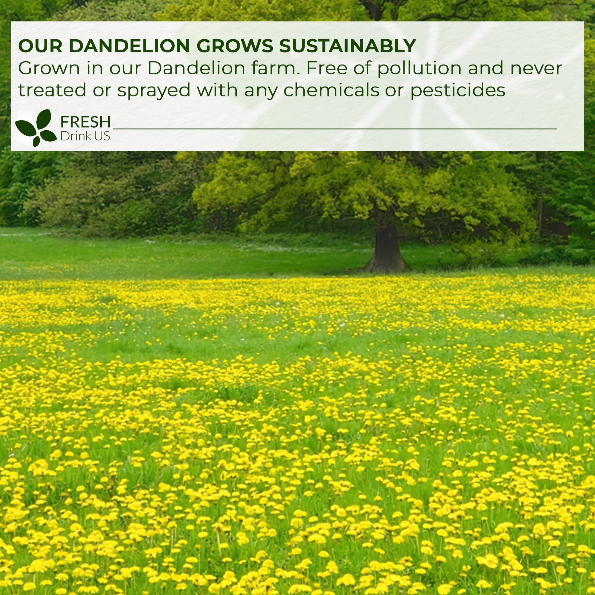 Dandelion Root Tea Bags, 100% Natural & Pure from Dandelion Root, Eco-Conscious Tea Bags, Dandelion Root Herbal Tea. Dandelion Root Tea. No Sugar, No Caffeine, No Gluten, Vegan.