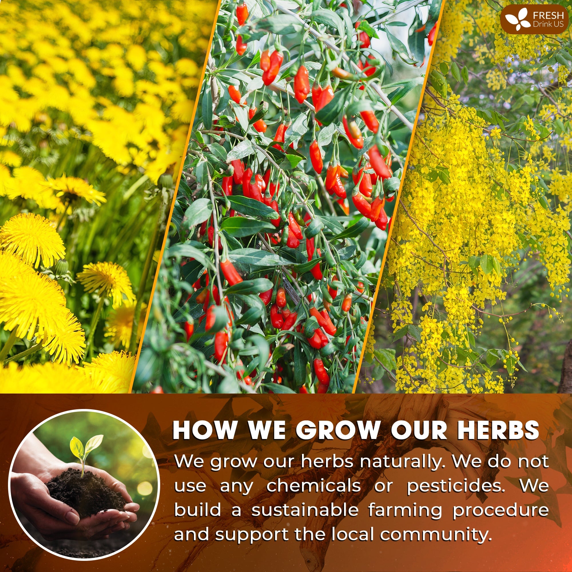 Dandelion Wolfberry Tea, 7 Herbal Ingredients