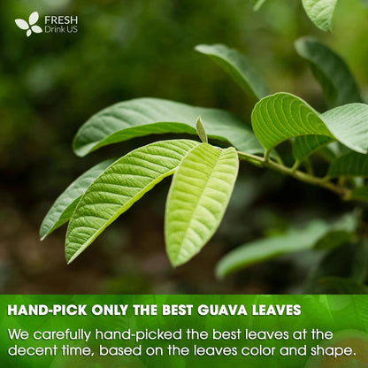 Natural Guava Leaves, Whole Dried Leaves, Cut-and-Sifted Guava leaves, 100% Pure from Guava Leaves, Natural Guava Loose Leaf Herbal Tea, No Additives, No Caffeine, Vegan