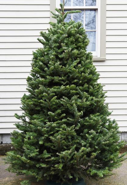 Real Christmas Trees Delivered 7 Foot Premium Balsam Fir Christmas Tree