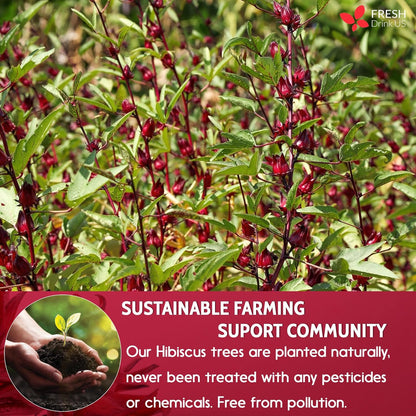 Hibiscus Dried Flowers, Tea Bags, 100% Natural, Pure from Hibiscus Flowers. Loose Flower Hibiscus Herbal Tea. Hibiscus Flower Tea. No Sugar, No Caffeine, No Gluten, Vegan.