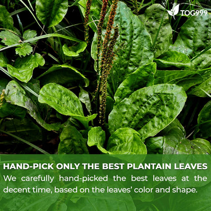 Plantain Leaf Tea Bags, 100% Natural & Pure Plantain Leaves. Loose Leaf Plantain Herbal Tea. Plantain Leaf Tea. No Sugar, No Caffeine, No Gluten, Vegan.