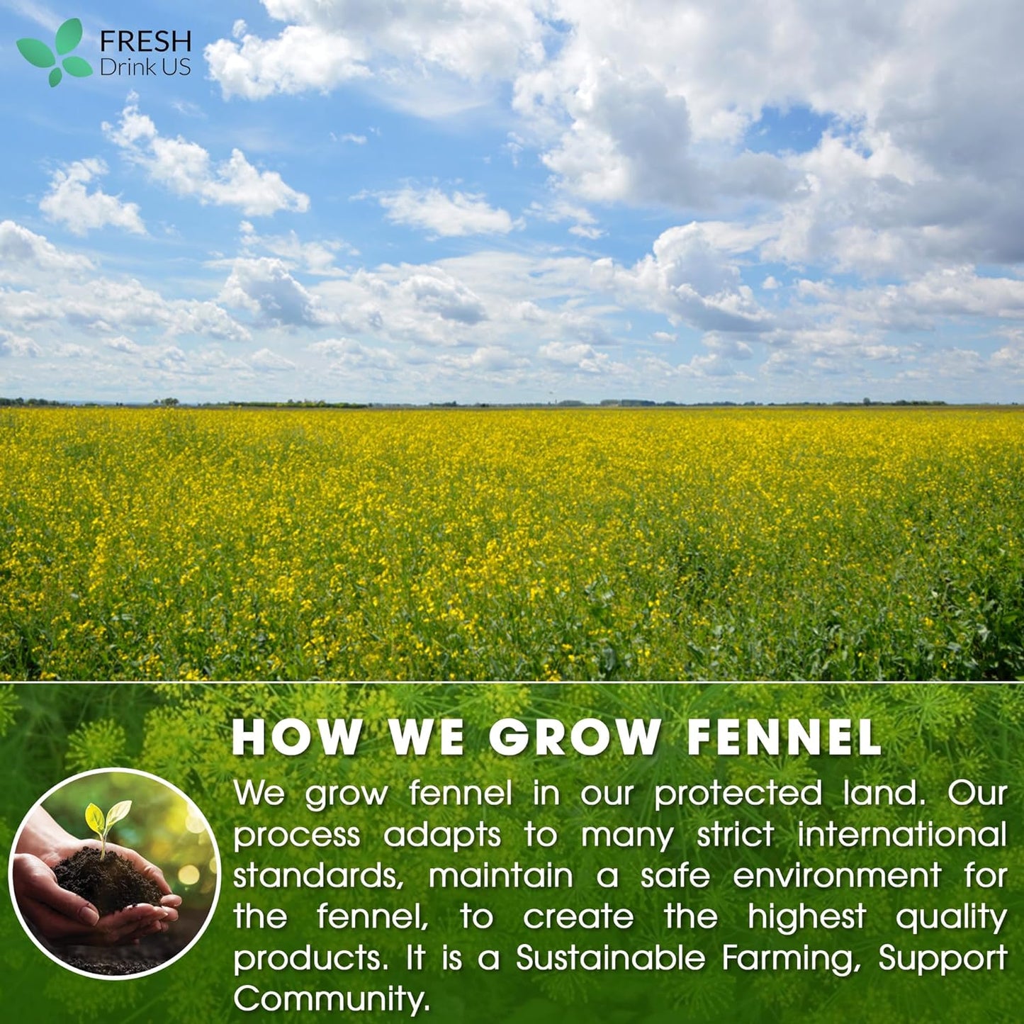 Premium Fennel Tea Bags, 100% Natural & Pure from Fennel Seeds. Fennel Seed Herbal Tea. Fennel Seed Tea. Made with Natural Material Tea Bags. No Sugar, No Caffeine, No Gluten, Vegan.