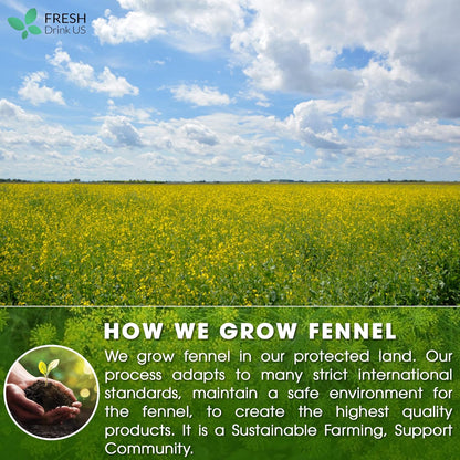 Premium Fennel Tea Bags, 100% Natural & Pure from Fennel Seeds. Fennel Seed Herbal Tea. Fennel Seed Tea. Made with Natural Material Tea Bags. No Sugar, No Caffeine, No Gluten, Vegan.