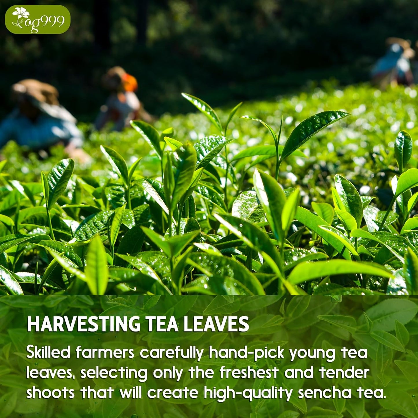 Premium Sencha Green Tea Bags, 100% Natural & Pure from Sencha Green Tea Leaves
