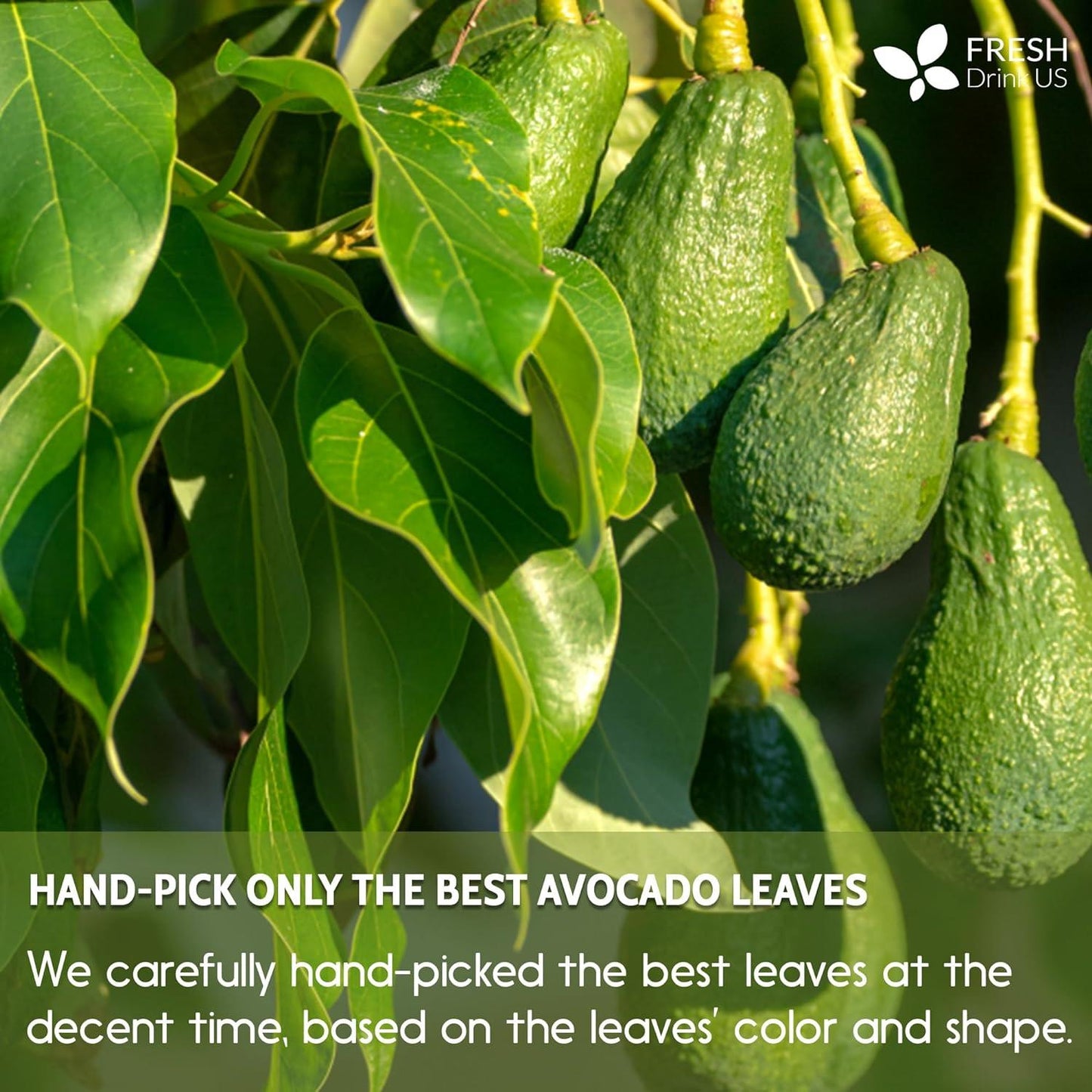 Natural Avocado Whole Leaves Dried, Tea Bags, 100% Pure from Avocado Leaves, Avocado Leaf Tea, Hojas de Aguacate Seca, No Additives, No Caffeine, Vegan