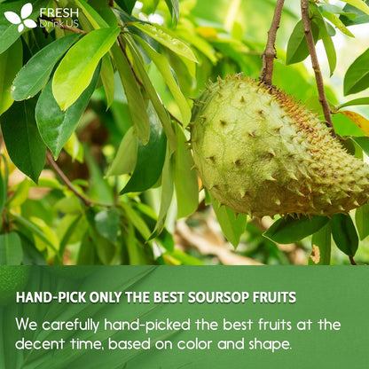 Premium Soursop Graviola Fruit Tea Bags, Tea Powder, 100% Natural and Pure from Soursop Fruits, Handmade, Made With Natural Materials-Corn Fiber Tea Bag, Sugar/Caffeine/Gluten Free, Hoja Guanabana Tea