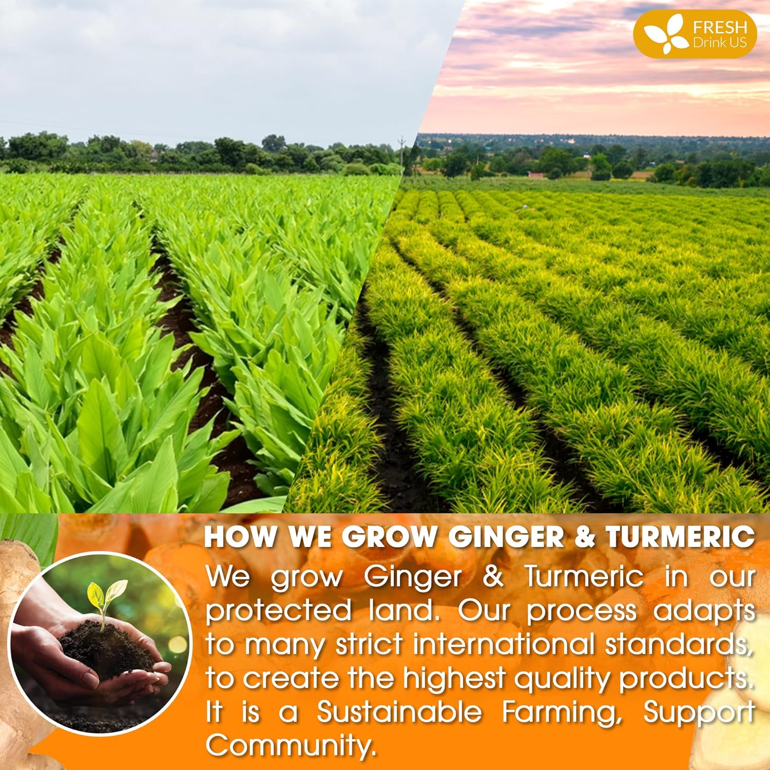 Premium Ginger Turmeric Tea Bags, Hand-made Blend of Ginger and Turmeric Herbal Tea, Eco-conscious Tea Bags. No Sugar, No Caffeine, No Gluten, Vegan.