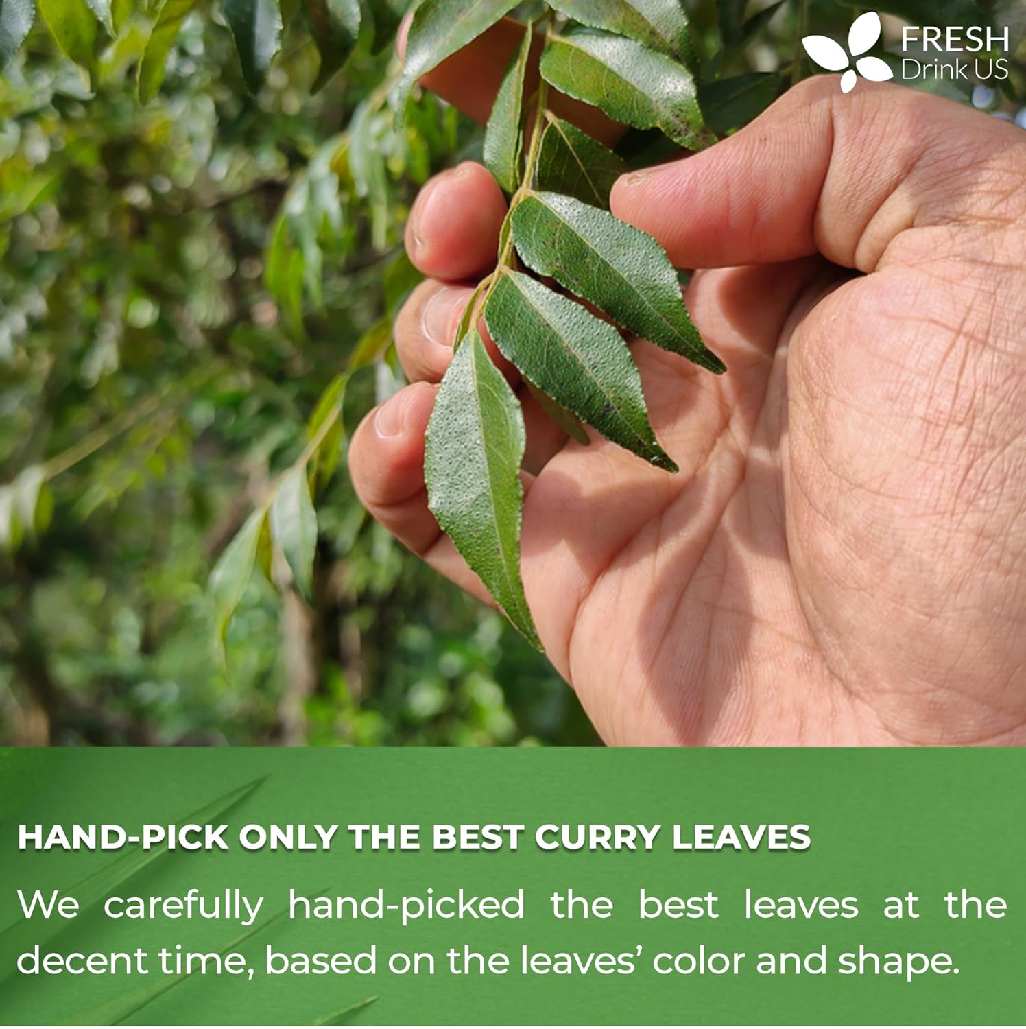 Premium Curry Leaves, Whole Dried Leaves, 100% Natural, Pure Curry Leaves, Hand-made, Wildcrafted, Indian Spice for Cooking, Curry Leaf Dried, No Additives, No Gluten, Vegan