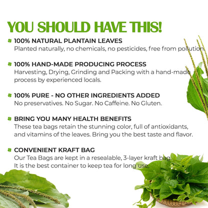 Plantain Leaf Tea Bags, 100% Natural & Pure Plantain Leaves. Loose Leaf Plantain Herbal Tea. Plantain Leaf Tea. No Sugar, No Caffeine, No Gluten, Vegan.