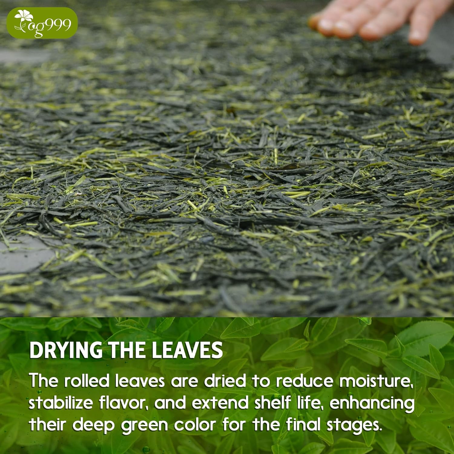 Premium Sencha Green Tea Bags, 100% Natural & Pure from Sencha Green Tea Leaves