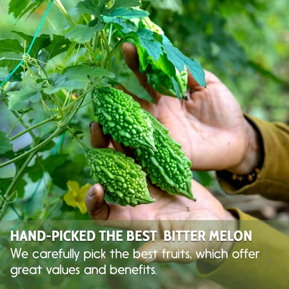 Bitter Melon Tea Bags, 100% Natural, Pure Bitter Melon. Bitter Melon Herbal Tea. Bitter Melon Fruit Tea. No Sugar, No Caffeine, No Gluten, Vegan