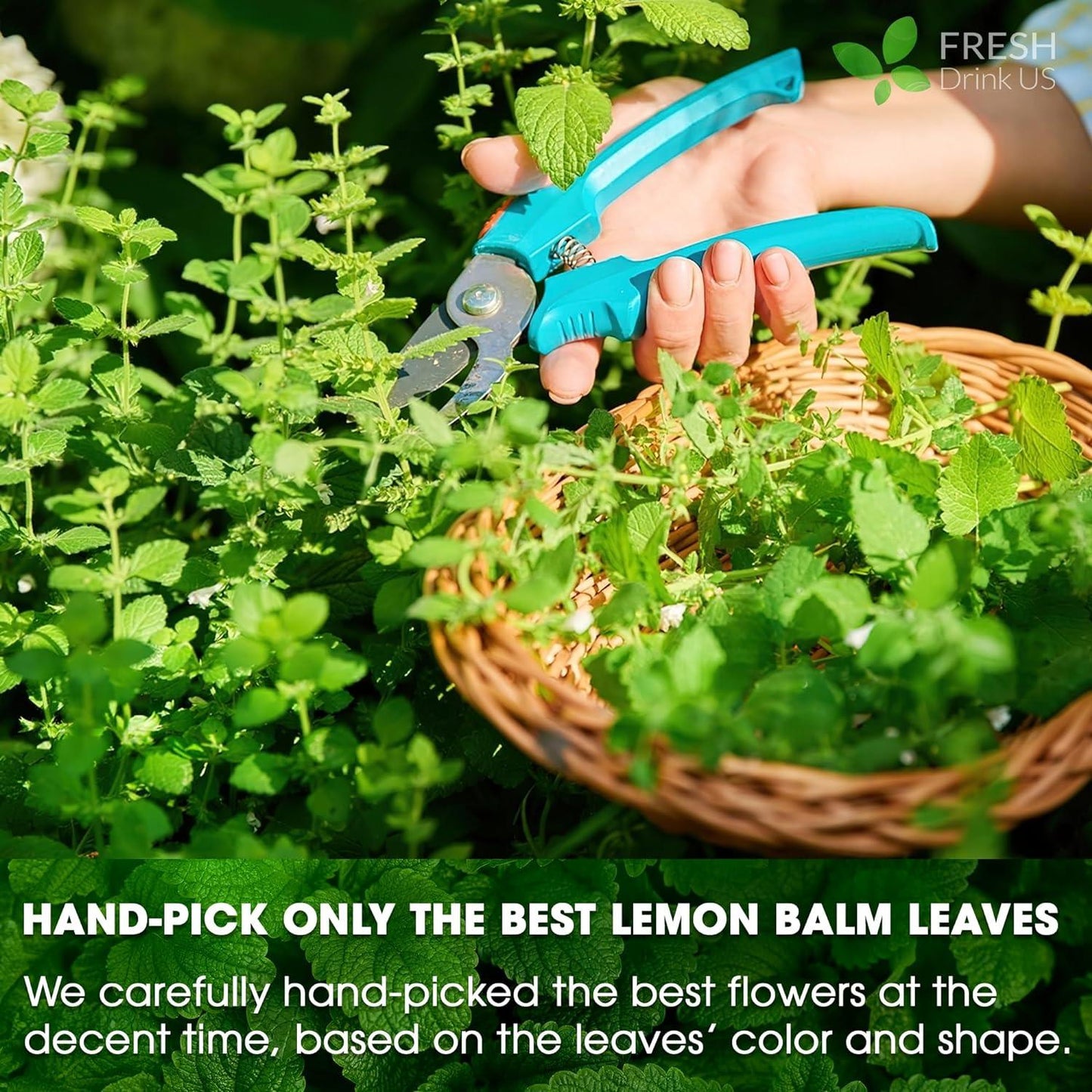 Premium Lemon Balm Leaf Tea Bags, 100% Natural & Pure from Lemon Balm Leaves. Loose Leaf Lemon Balm Herbal Tea. Lemon Balm Leaf Tea. No Sugar, No Caffeine, No Gluten, Vegan.