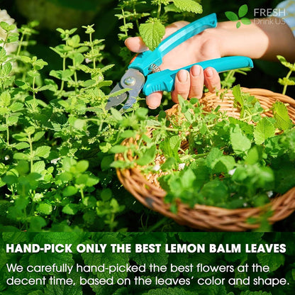 Premium Lemon Balm Leaf Tea Bags, 100% Natural & Pure from Lemon Balm Leaves. Loose Leaf Lemon Balm Herbal Tea. Lemon Balm Leaf Tea. No Sugar, No Caffeine, No Gluten, Vegan.