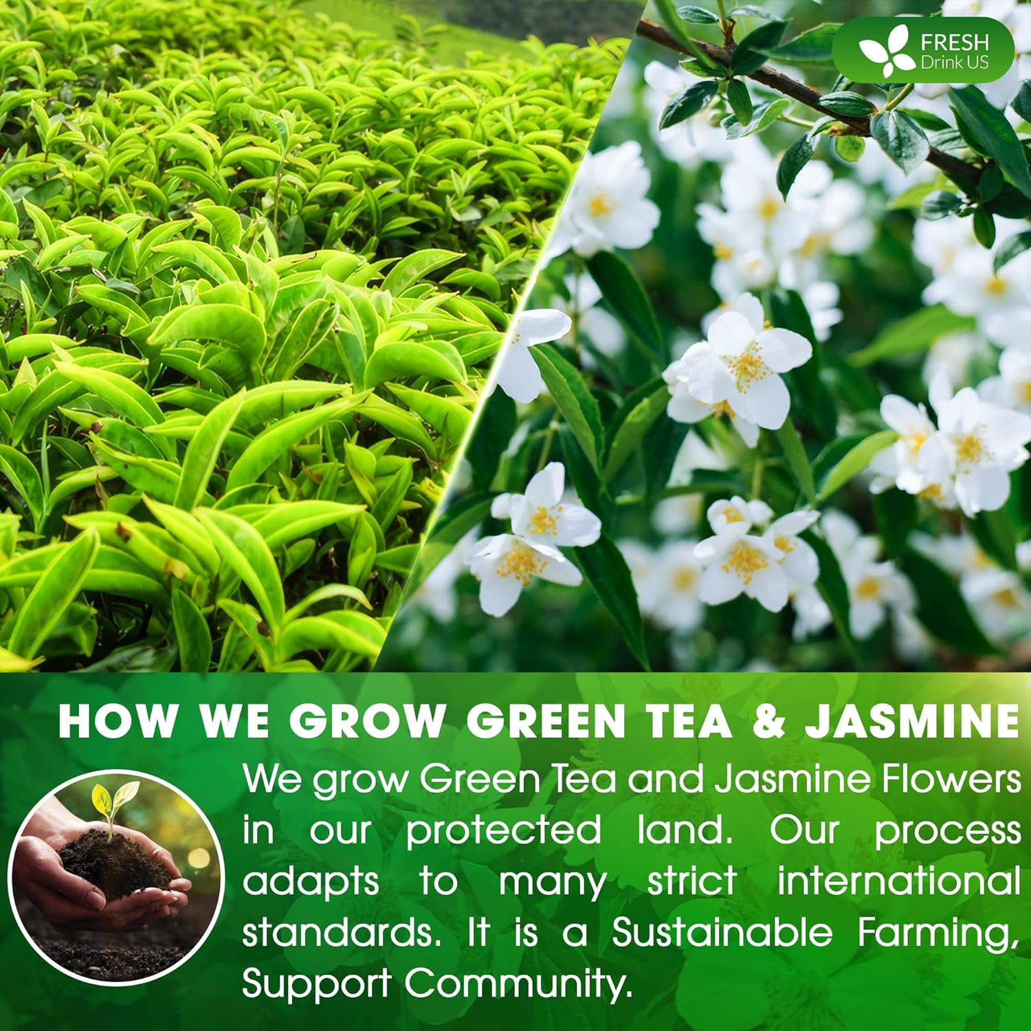 Premium Jasmine Green Tea Bags. Jasmine Green Herbal Tea. Made with Natural Material Tea Bags. No Sugar, No Gluten, Vegan.