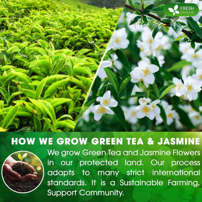 Premium Jasmine Green Tea Bags. Jasmine Green Herbal Tea. Made with Natural Material Tea Bags. No Sugar, No Gluten, Vegan.