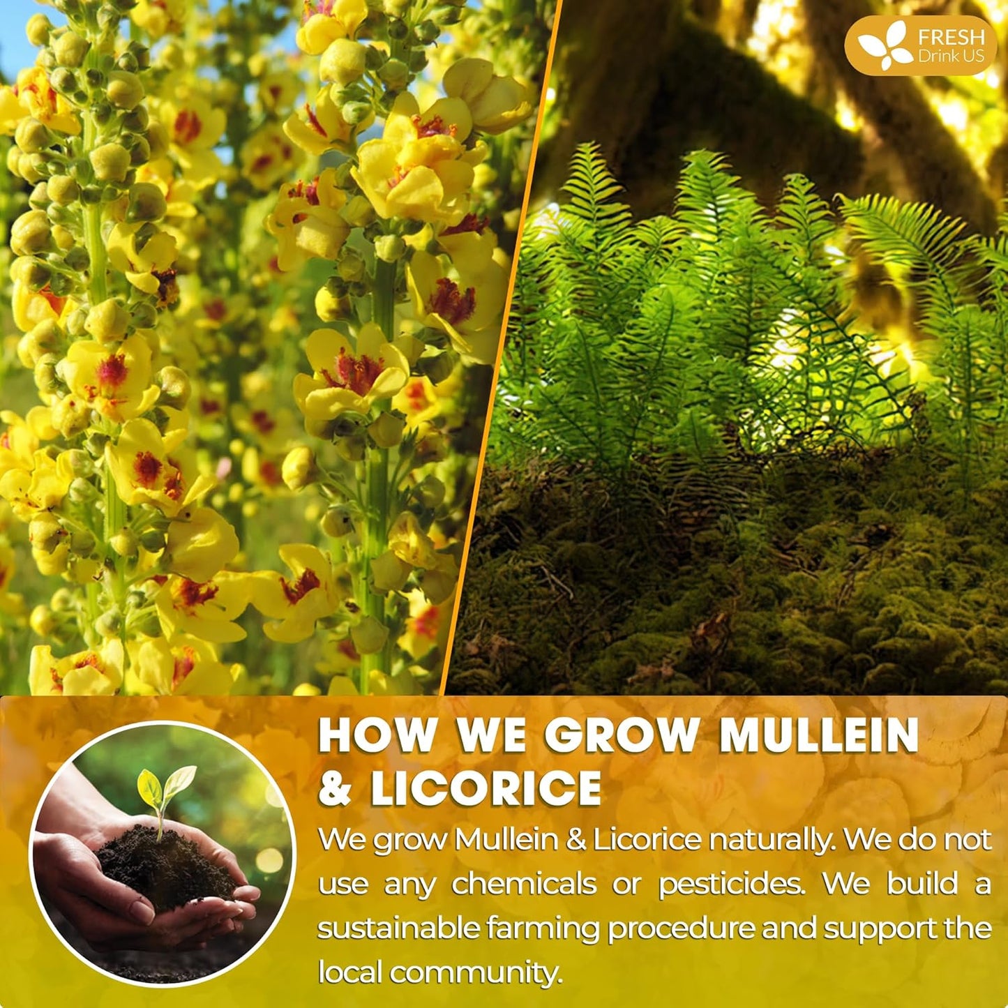 Premium Mullein Licorice Tea Bags. 100% Natural, Blend of Mullein Leaves, and Licorice Root.