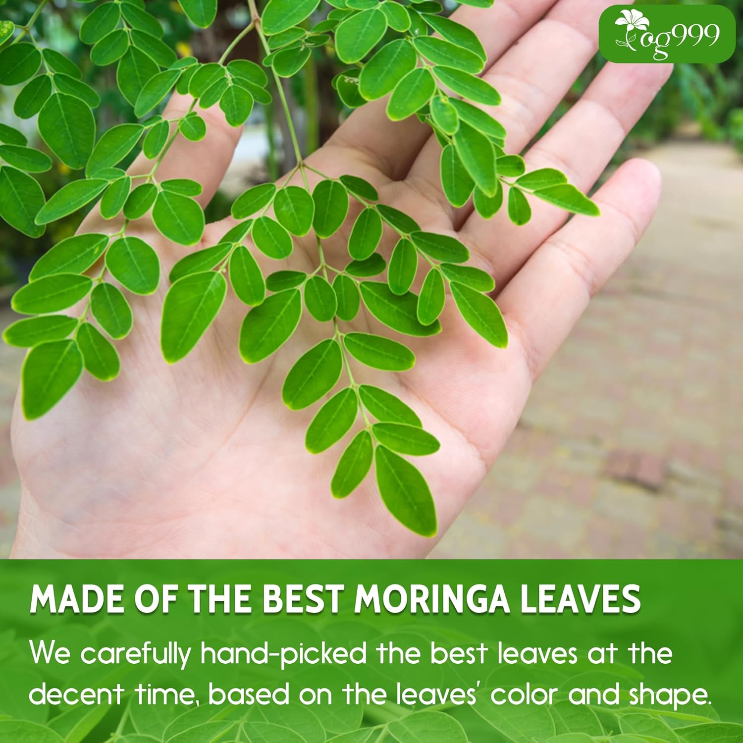Premium Moringa Leaf Powder, 100% Natural and Pure from Moringa Leaves, No Additives, No Gluten, No Sugar, Vegan