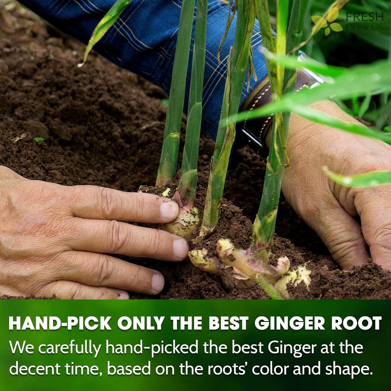 Premium Ginger Tea Bags, 100% Natural & Pure from Ginger Roots, Ginger Tea, Ginger Herbal Tea. Ginger Tea. No Sugar, No Caffeine, No Gluten, Vegan.