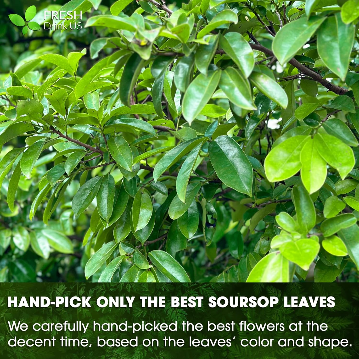 Soursop Leaves Tea Version 2