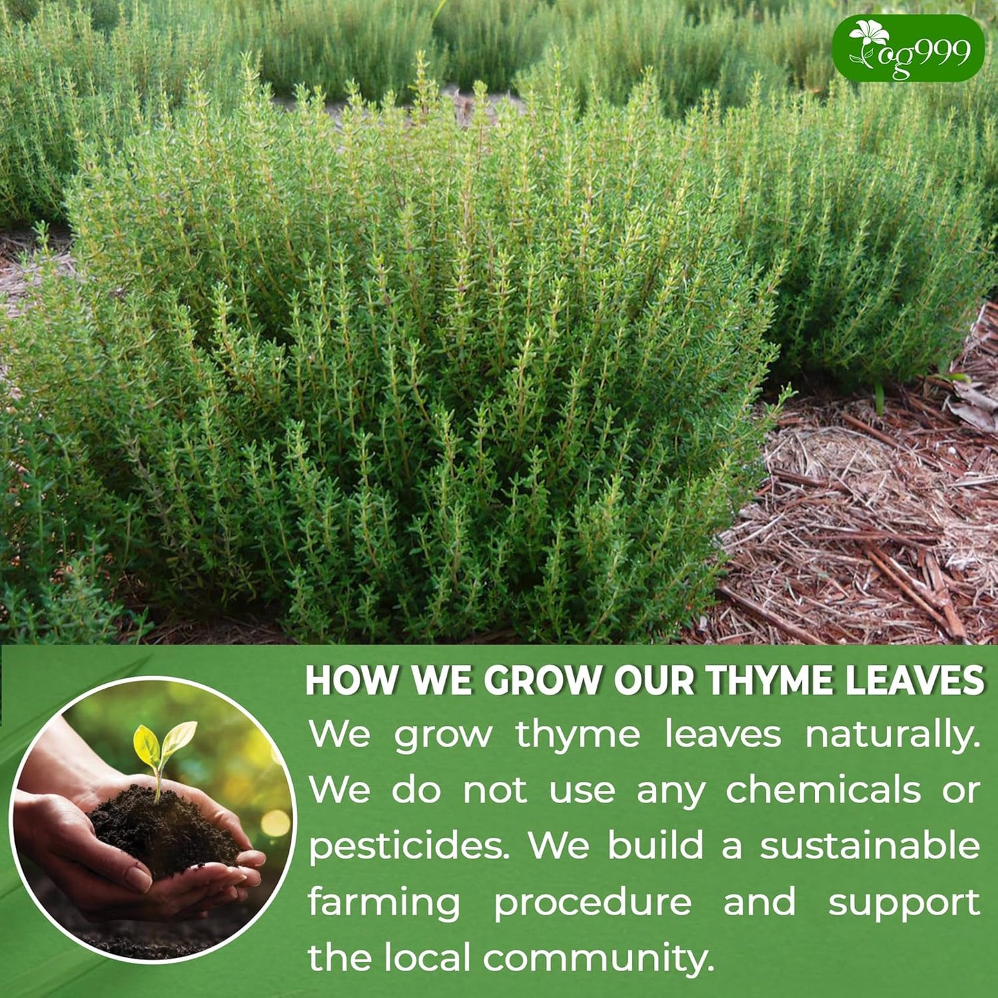 Premium 40 Thyme Leaf Tea Bags, 100% Natural & Pure, Loose Leaf Herbal Tea.