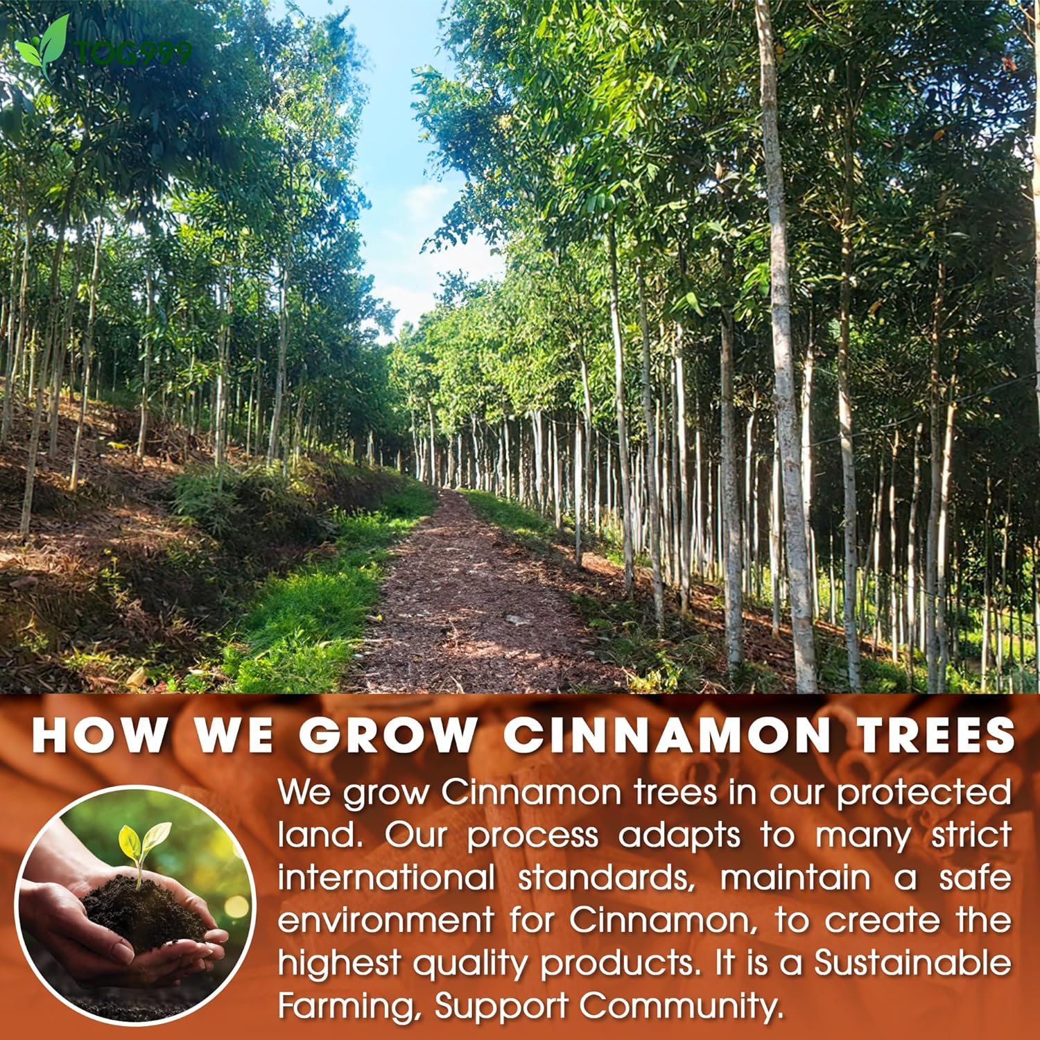 Pure Cinnamon Tea, 100% Natural & Pure Cinnamon. Cinnamon Herbal Tea. Cinnamon Stick Herbal Spice Tea. No Sugar, No Caffeine, No Gluten, Vegan.