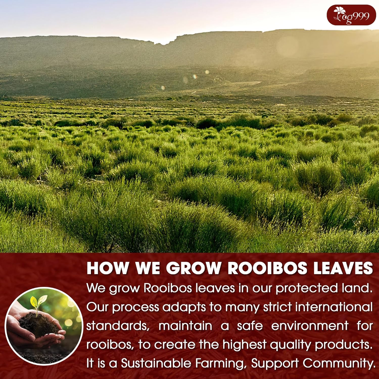 Premium Red Rooibos Tea Bags, 100% Natural & Pure from Rooibos Tea Leaves. Loose Leaf Rooibos Herbal Tea. Made with Natural Material Tea Bags. No Sugar, No Caffeine, No Gluten, Vegan.