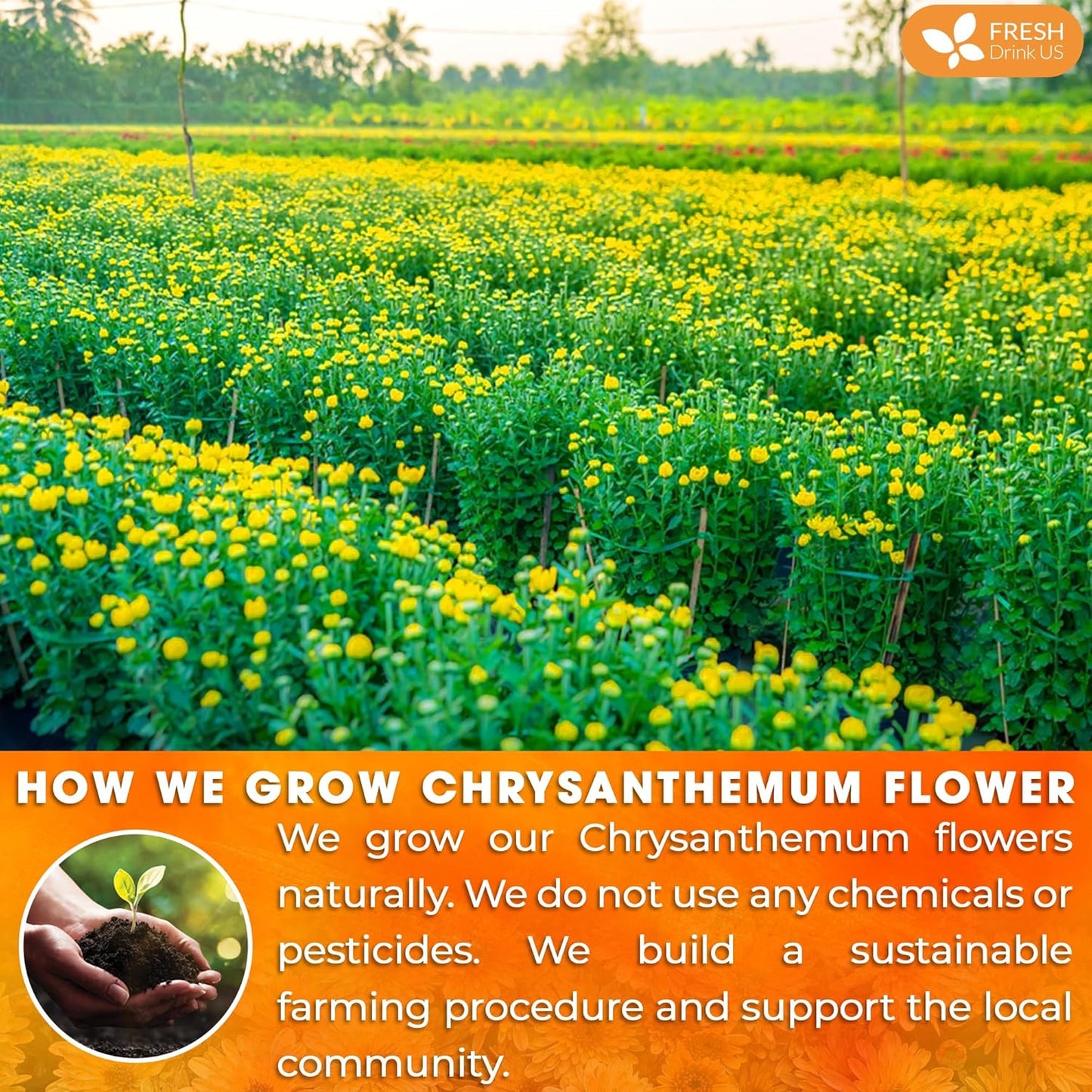 Premium Chrysanthemum Flowers, Chrysanthemum Herbal Tea, No Additives, No Caffeine, Vegan