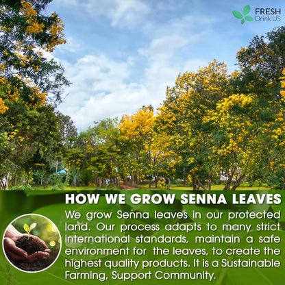 Premium Senna Leaf Tea Bags, 100% Natural & Pure from Senna Leaves. Loose Leaf Senna Herbal Tea, Made with Natural Material Tea Bags, Senna Leaf Tea. No Sugar, No Caffeine, No Gluten, Vegan.