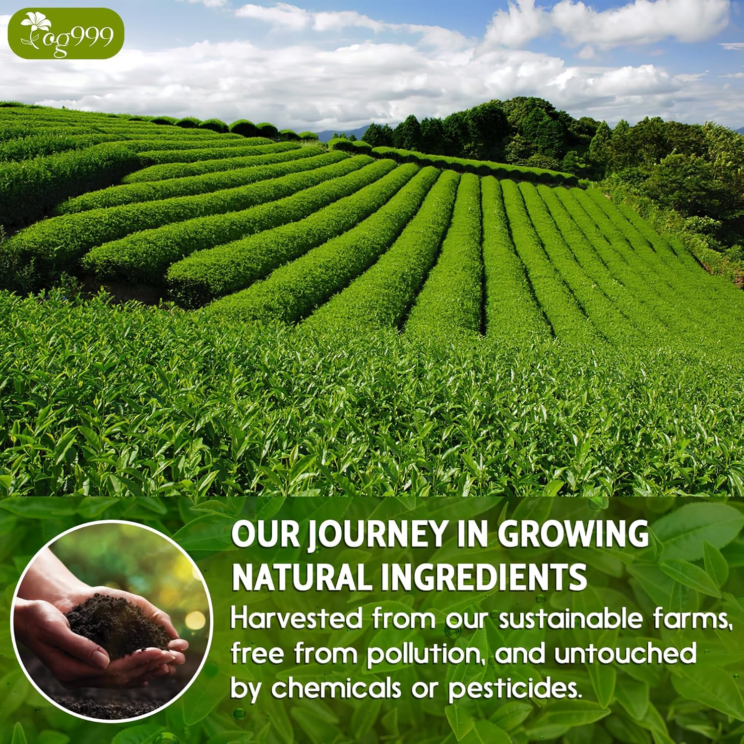 Premium Sencha Green Tea Bags, 100% Natural & Pure from Sencha Green Tea Leaves