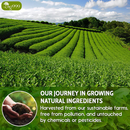 Premium Sencha Green Tea Bags, 100% Natural & Pure from Sencha Green Tea Leaves