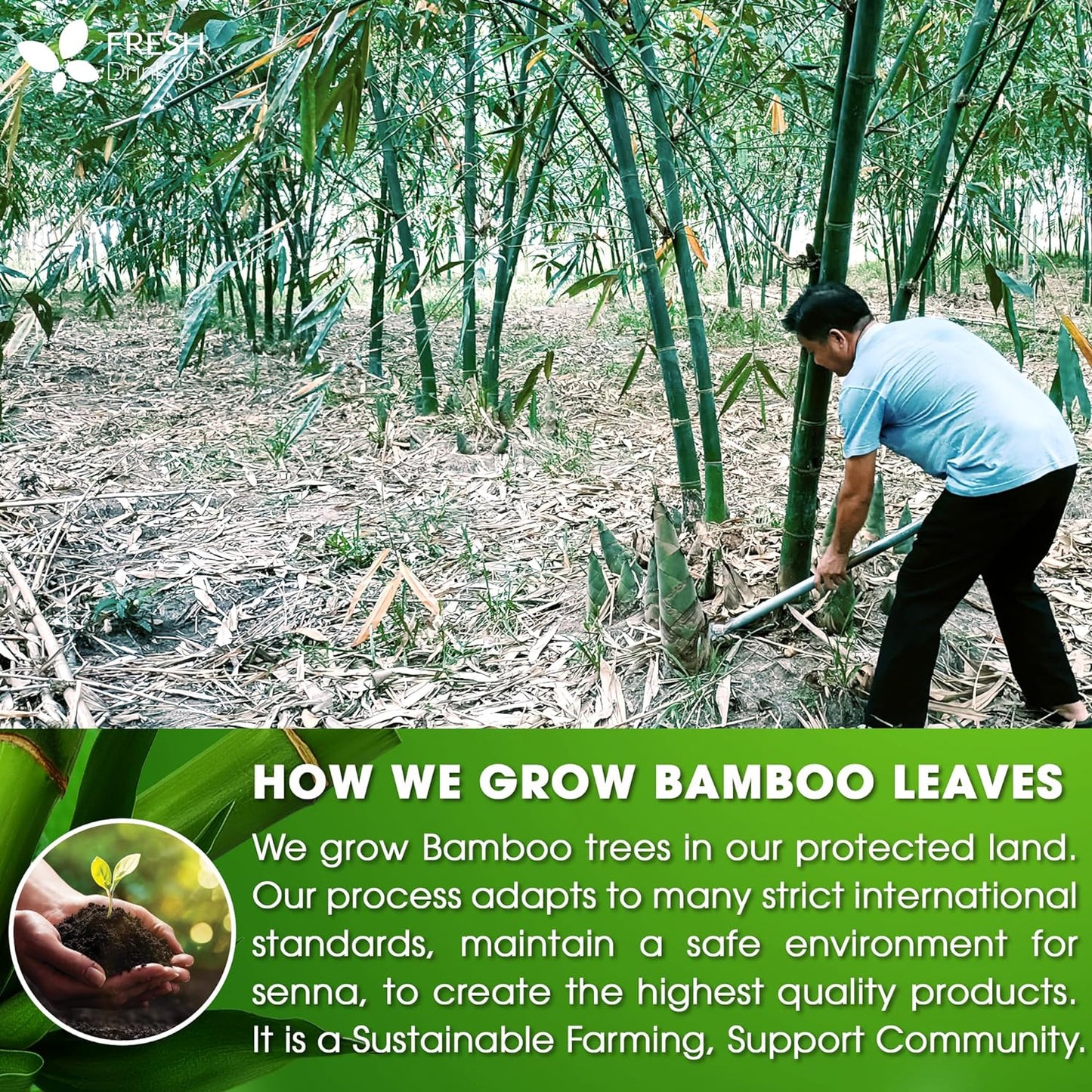 Dried Bamboo Whole Leaves, Bamboo Leaf, Sugar Free, Gluten Free, Whole Big Leaves, Bamboo Leaf For Cooking