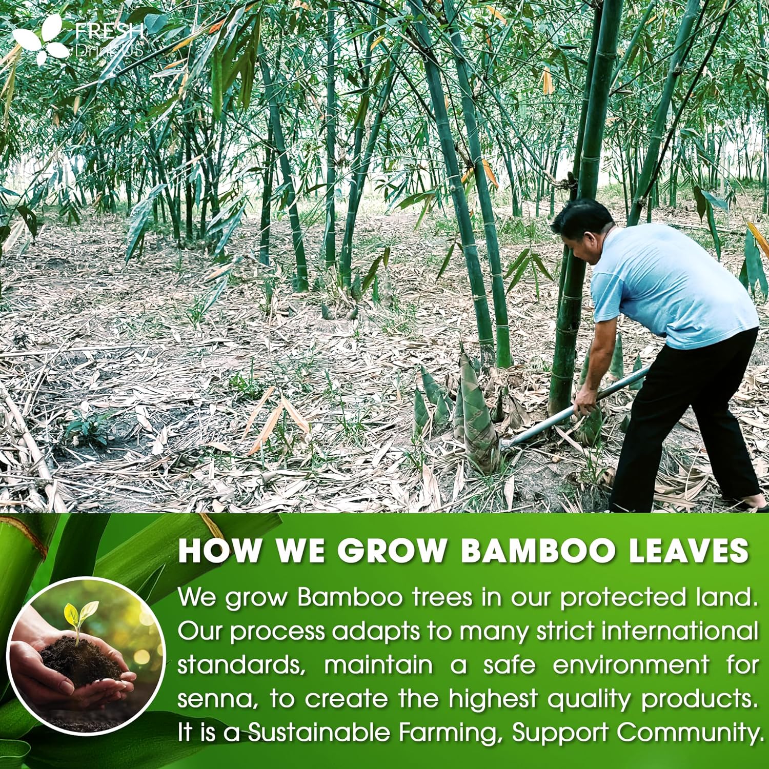 Dried Bamboo Whole Leaves, Bamboo Leaf, Sugar Free, Gluten Free, Whole Big Leaves, Bamboo Leaf For Cooking