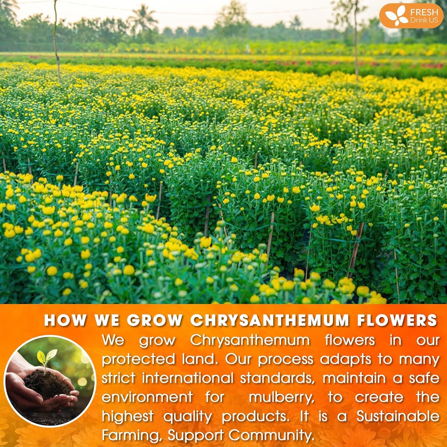 Premium Chrysanthemum Flower Tea Bags. Chrysanthemum Flower Herbal Tea. No Sugar, No Caffeine, No Gluten, Vegan.