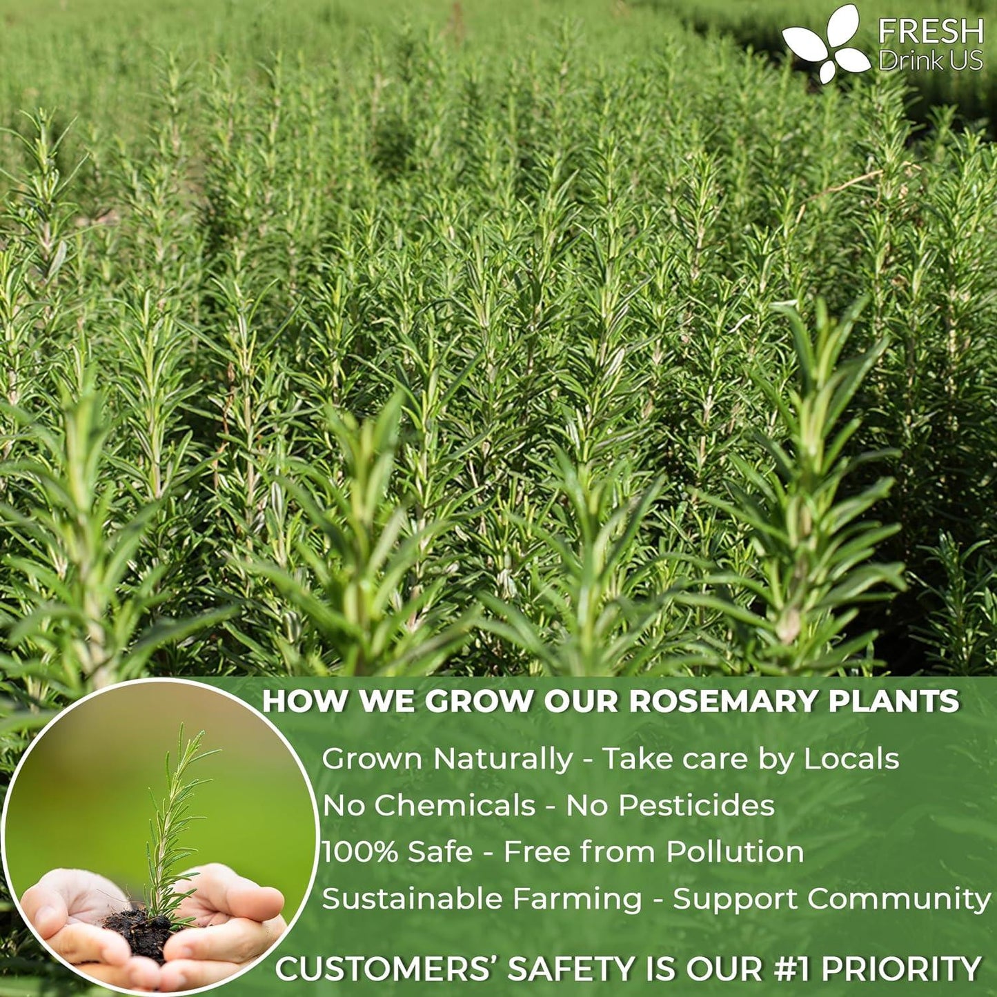 Premium Rosemary Leaves, Tea Bags, Powder, 100% Natural & Pure from Dried Rosemary Leaves, No Additives, No Caffeine, Vegan. Dried Rosemary Herb, Perfect for Seasoning, Spice Blends for Grilling & Cooking