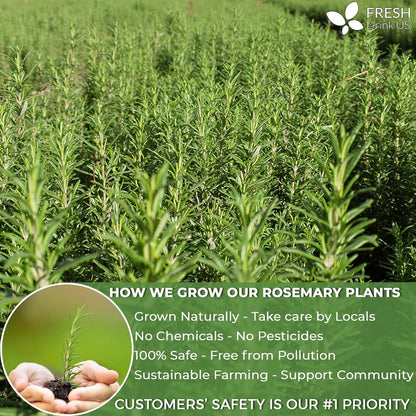 Premium Rosemary Leaves, Tea Bags, Powder, 100% Natural & Pure from Dried Rosemary Leaves, No Additives, No Caffeine, Vegan. Dried Rosemary Herb, Perfect for Seasoning, Spice Blends for Grilling & Cooking