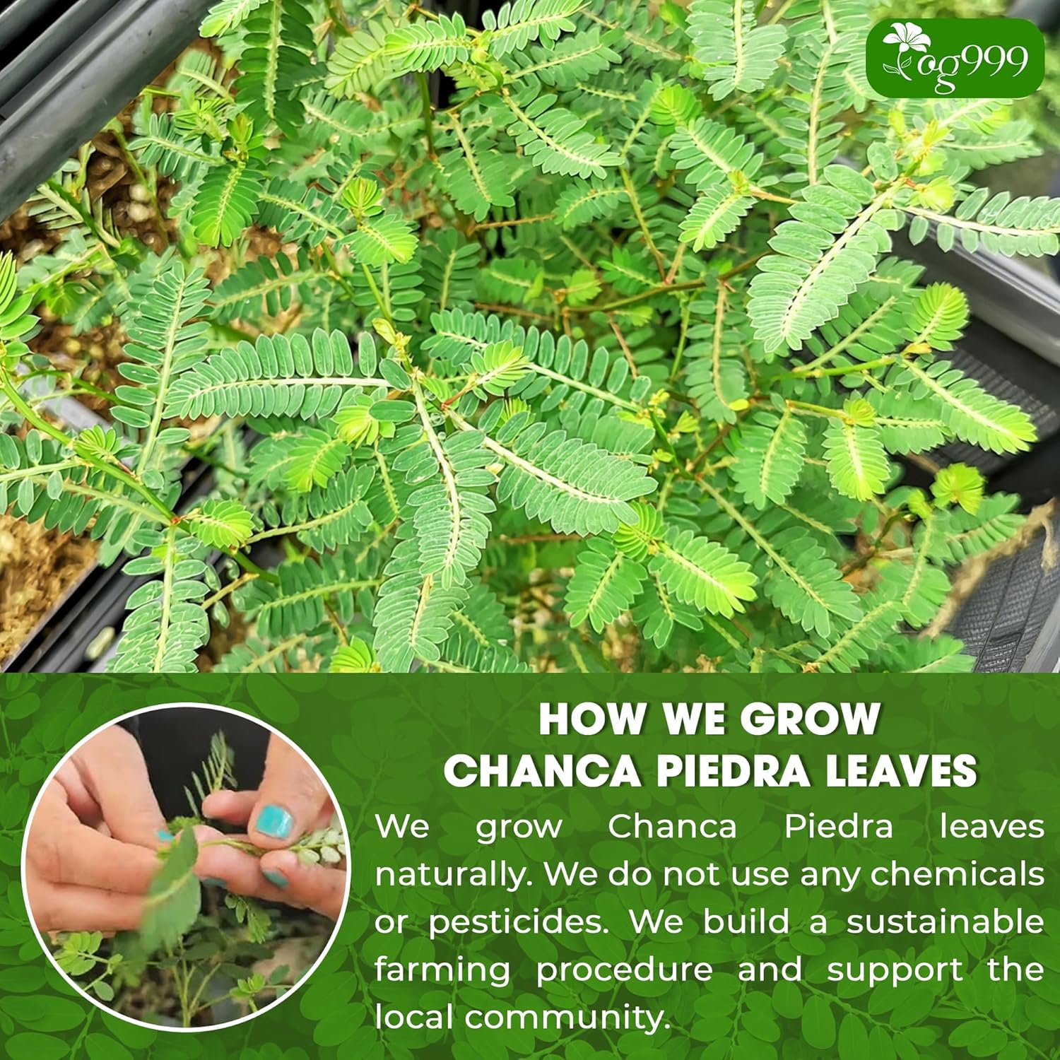 Dried Chanca Piedra Leaves, Chanca Piedra Tea “Stone Breaker” Tea Bags