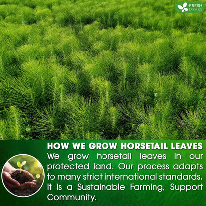 Premium Horsetail Leaf Tea Bags, 100% Natural & Pure from Horsetail Loose Leaves Herbal Tea. No Sugar, No Caffeine, No Gluten, Vegan.