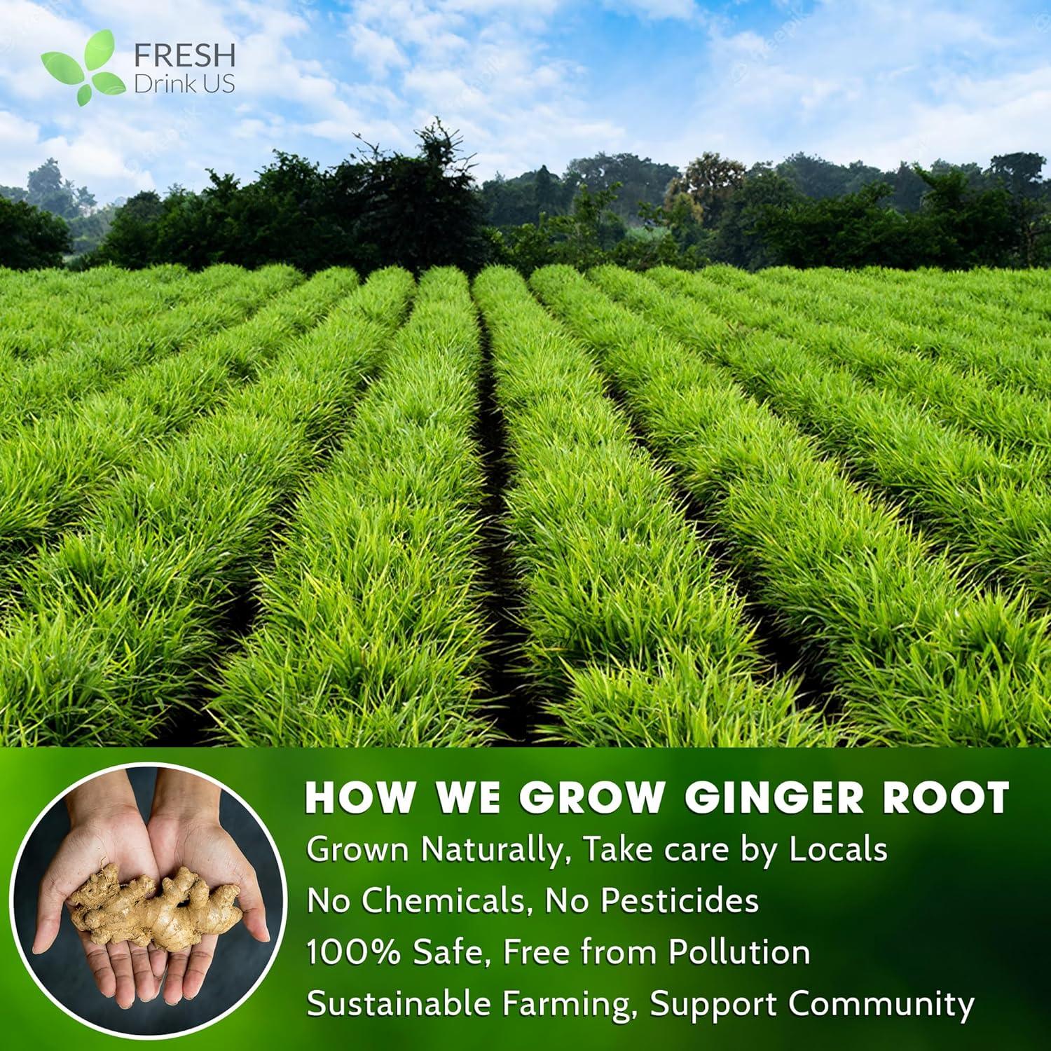 Premium Ginger Tea Bags, 100% Natural & Pure from Ginger Roots, Ginger Tea, Ginger Herbal Tea. Ginger Tea. No Sugar, No Caffeine, No Gluten, Vegan.