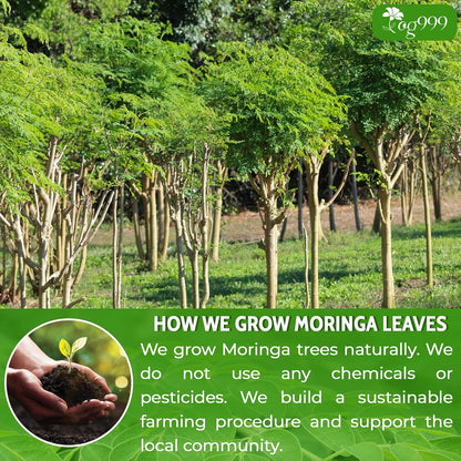 Premium Moringa Leaf Powder, 100% Natural and Pure from Moringa Leaves, No Additives, No Gluten, No Sugar, Vegan