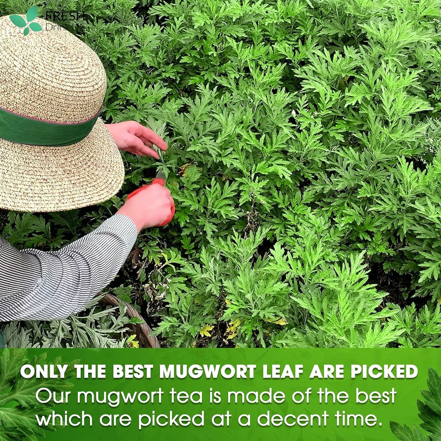 Mugwort Leaf Tea Bags, 100% Natural and Pure Mugwort Leaves, Loose Leaf Mugwort Herbal Tea, Mugwort Leaf Tea, No Sugar, No Caffeine, No Gluten, Vegan.