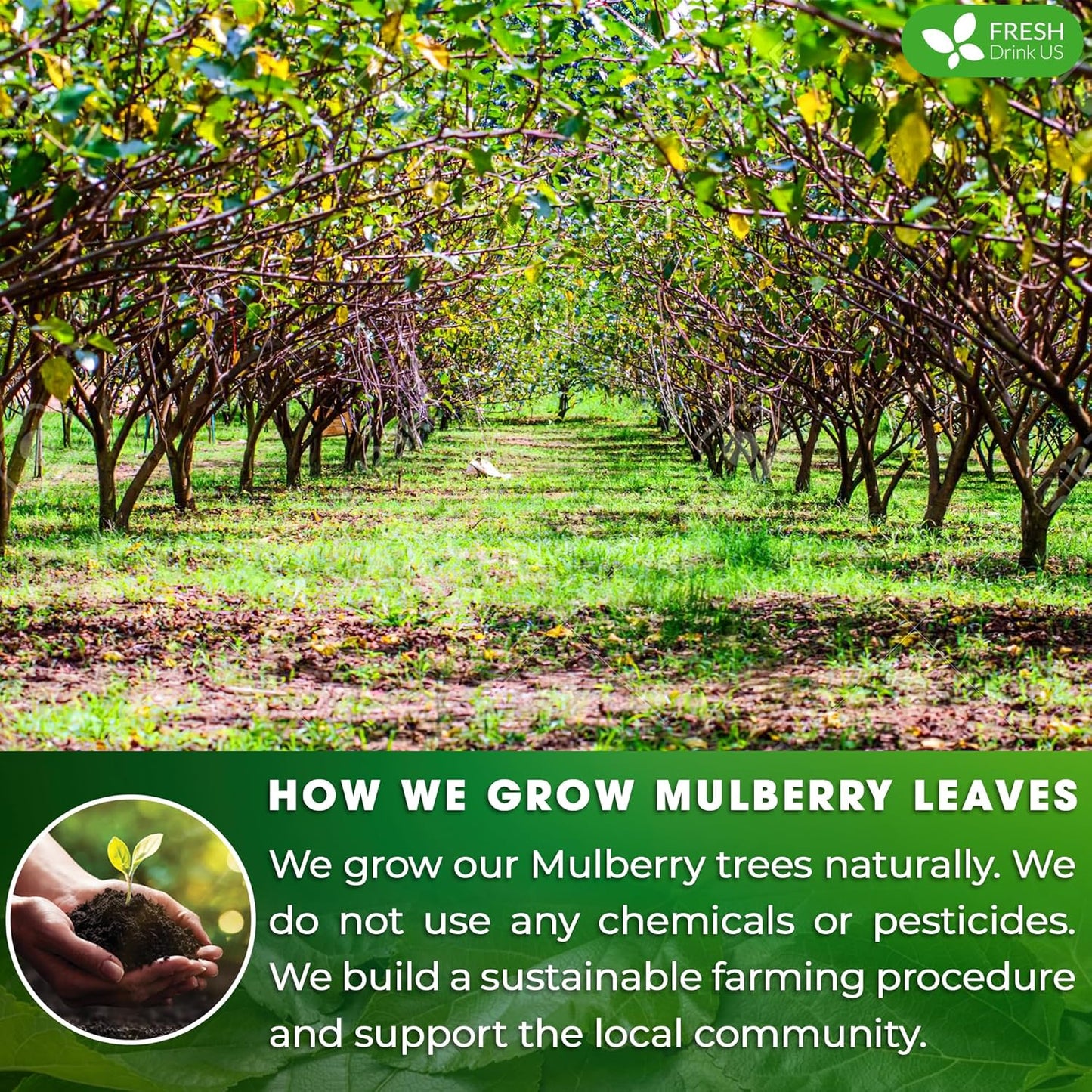 Permium Mulberry Leaves, Mulberry Loose Leaf Herbal Tea, No Additives, No Caffeine, Vegan