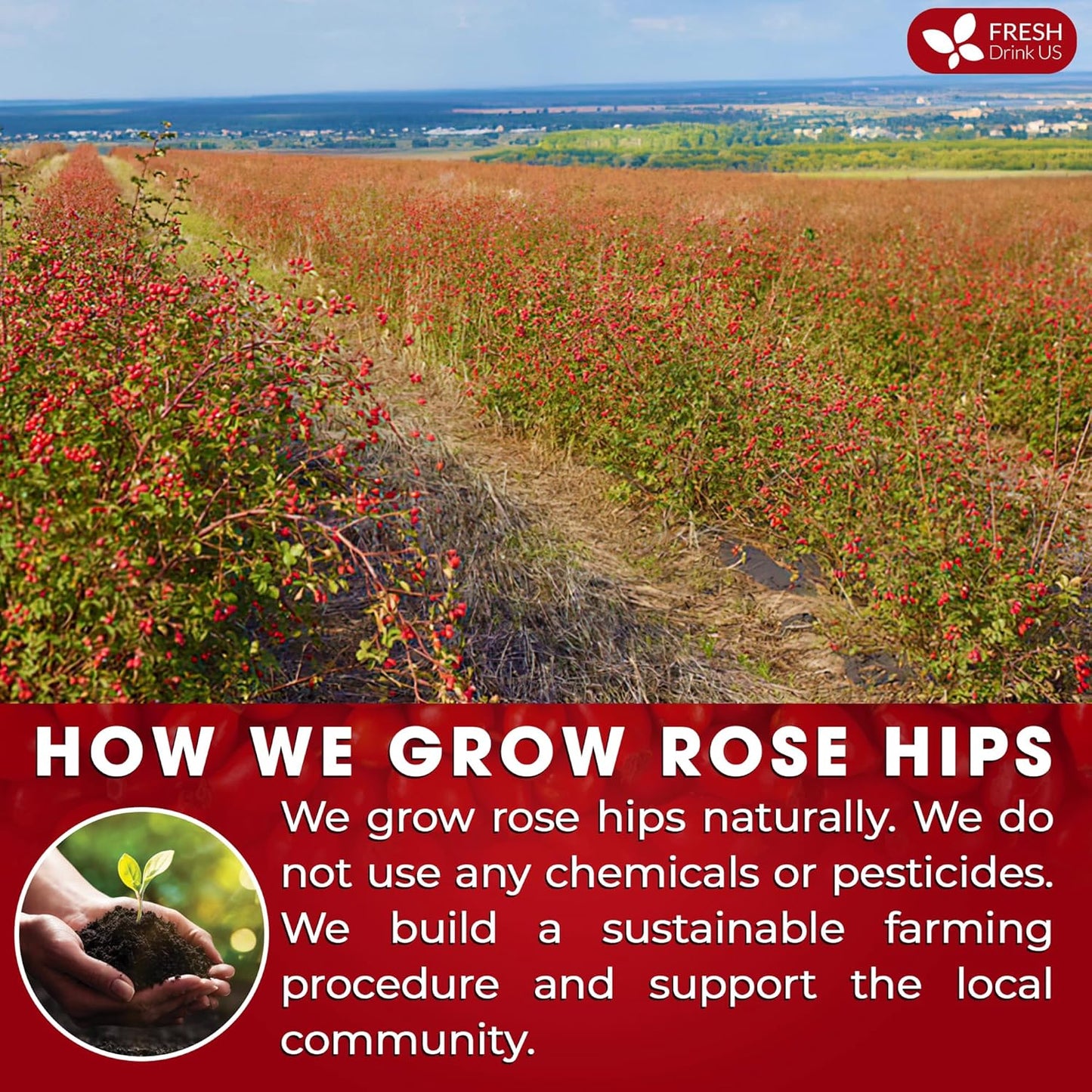 Premium Rosehip Tea Bags, 100% Natural & Pure from Rose Hip Fruits.