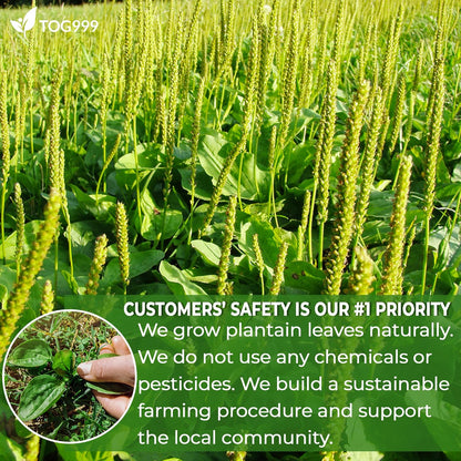 Plantain Leaf Tea Bags, 100% Natural & Pure Plantain Leaves. Loose Leaf Plantain Herbal Tea. Plantain Leaf Tea. No Sugar, No Caffeine, No Gluten, Vegan.