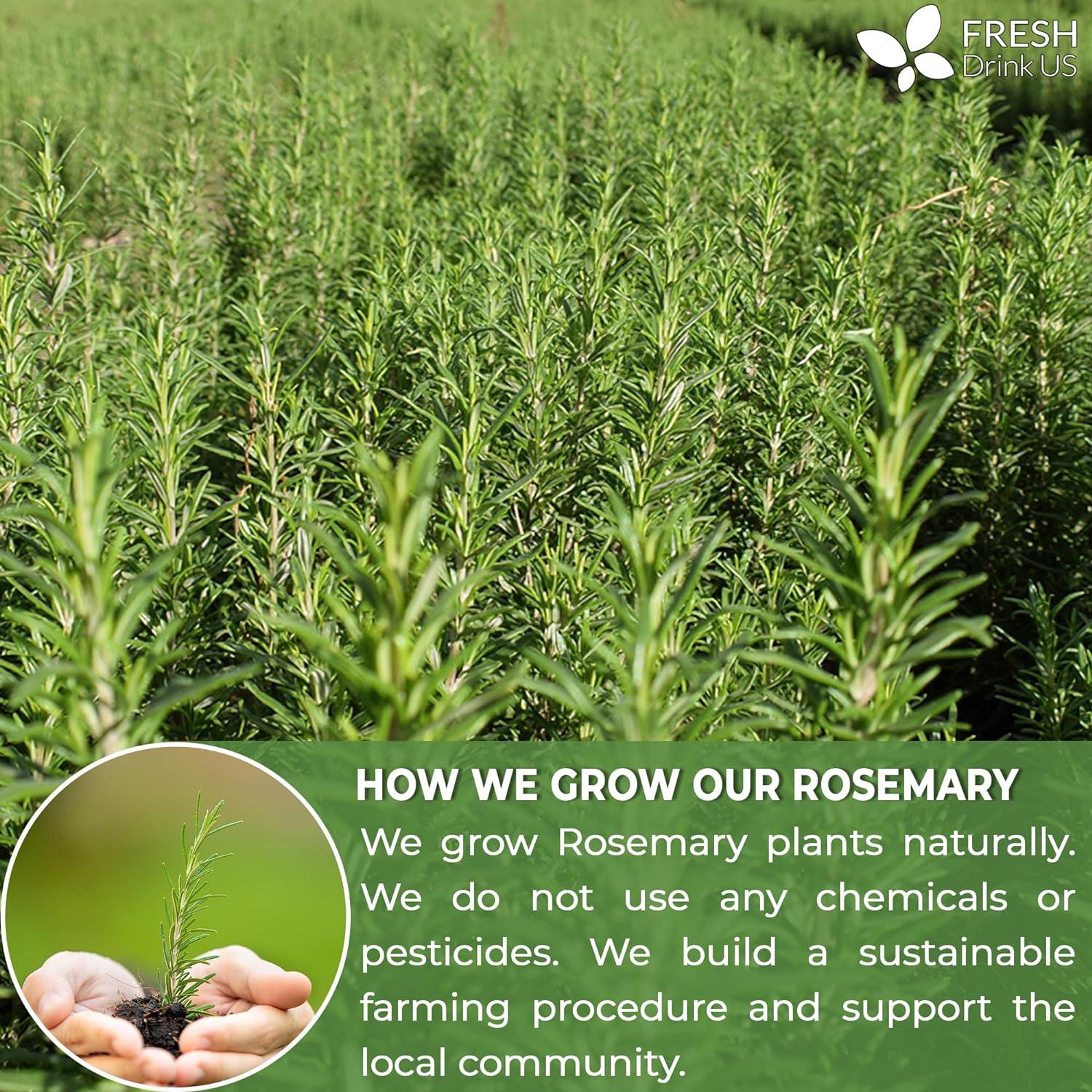 Premium Rosemary Leaves, Tea Bags, Powder, 100% Natural & Pure from Dried Rosemary Leaves, No Additives, No Caffeine, Vegan. Dried Rosemary Herb, Perfect for Seasoning, Spice Blends for Grilling & Cooking