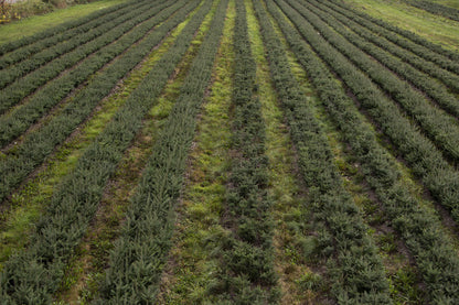 Real Christmas Trees Delivered 4 Foot Premium Balsam Fir Christmas Tree