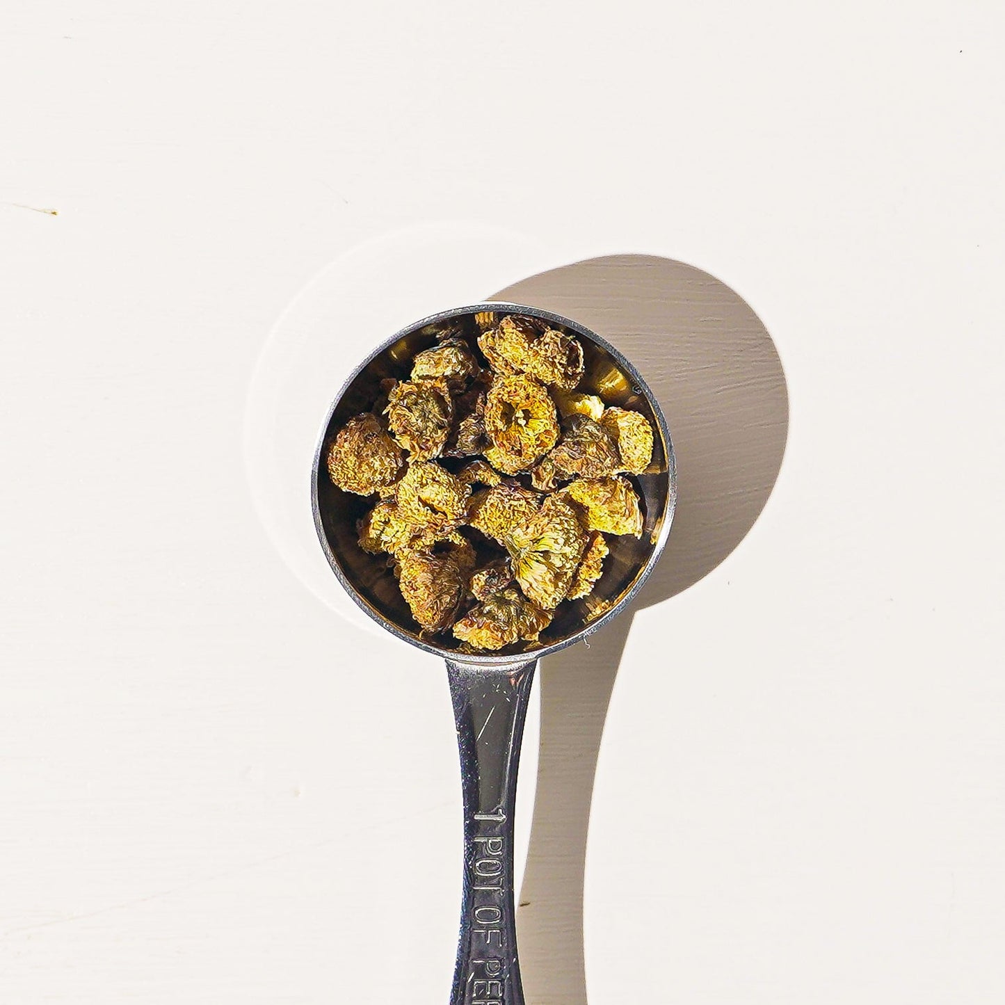 Wild Chrysanthemum Flower