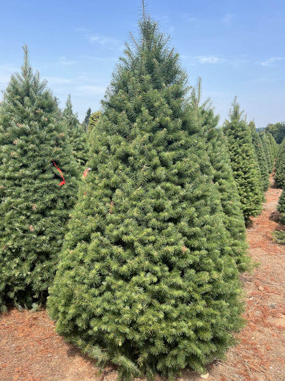 Real Christmas Trees Delivered Douglas Fir